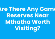 Are There Any Game Reserves Near Mthatha Worth Visiting?