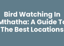 Bird Watching In Mthatha: A Guide to the Best Locations