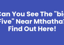 Can You See The “Big Five” Near Mthatha? Find Out Here!