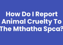 How Do I Report Animal Cruelty To The Mthatha Spca?