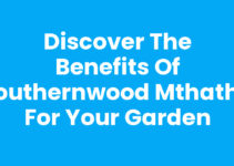 Discover the Benefits of Southernwood Mthatha for Your Garden