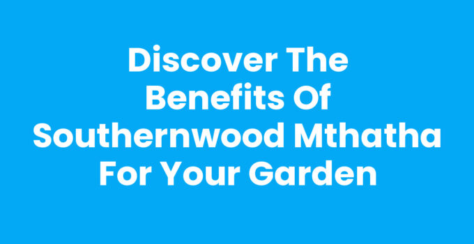 Southernwood Mthatha plants flourishing in a garden