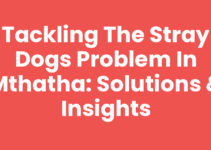 Tackling the Stray Dogs Problem In Mthatha: Solutions & Insights