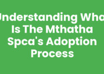 Understanding What Is The Mthatha Spca’s Adoption Process